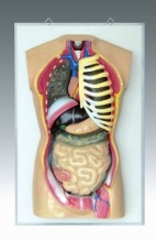 Xy-Qh3301-6 Human Torso (Education model)