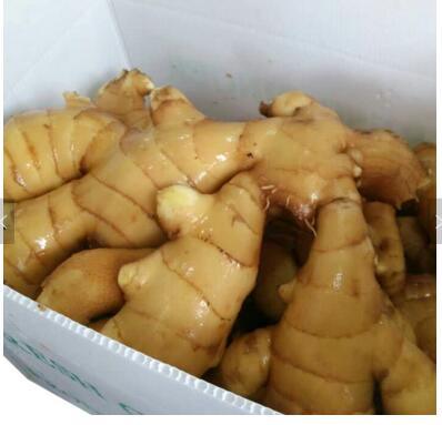 Air Dry Ginger From China 150g/200g/250g Fresh Ginger