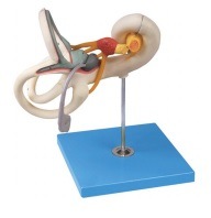 Xy-A6040 Labyrinth Model- Anatomical Model