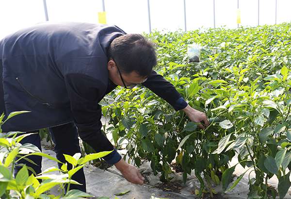 Equipped with intelligent plant fill light, etc. The first batch of peppers in Xinjiang high-tech plant