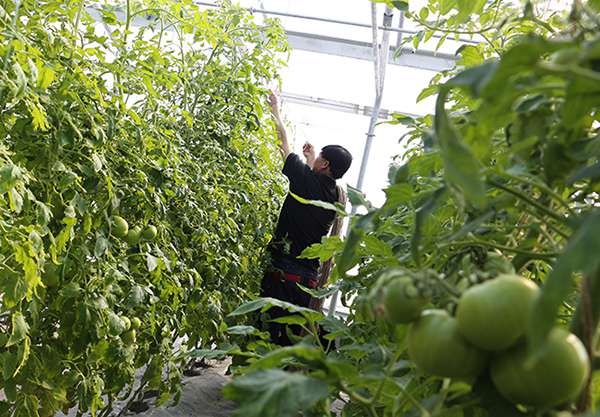 Equipped with intelligent plant fill light, etc. The first batch of peppers in Xinjiang high-tech plant