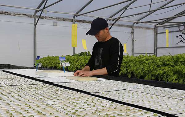 Equipped with intelligent plant fill light, etc. The first batch of peppers in Xinjiang high-tech plant