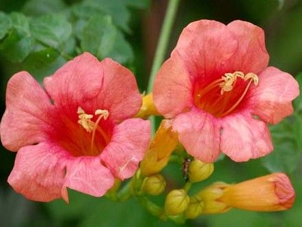 凌霄花