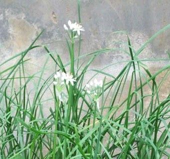 中草药