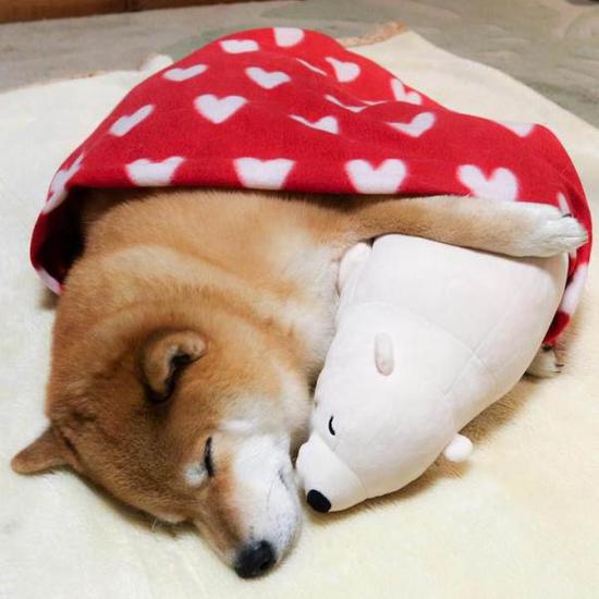 It is not only children who like plush toys, but also this Shiba Inu dog.