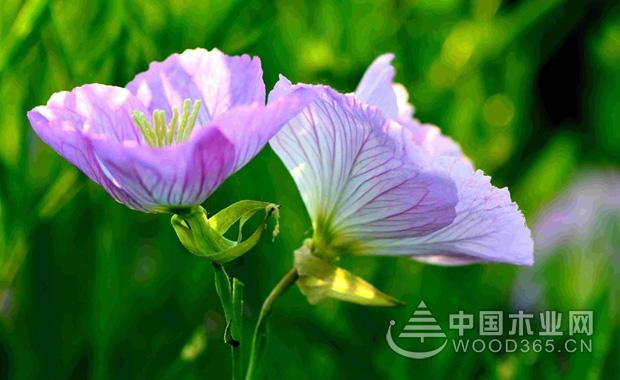 洋桔梗花养殖方法和洋桔梗花花语