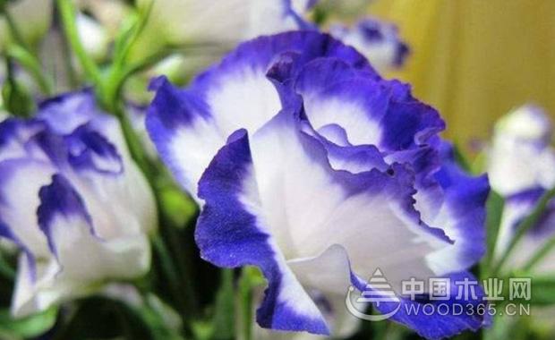 洋桔梗花养殖方法和洋桔梗花花语2