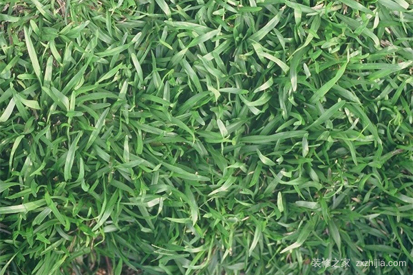 地毯草