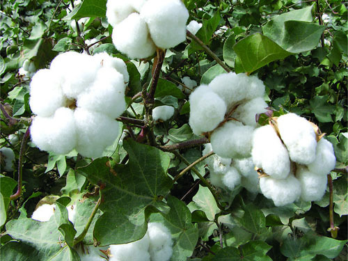 Cotton prices reform cotton farmers happy