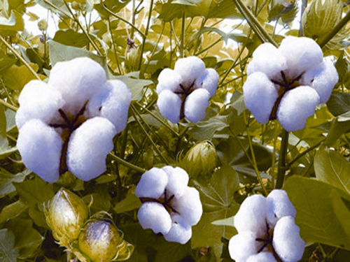 Cotton subsidies do not give power Cotton is not optimistic