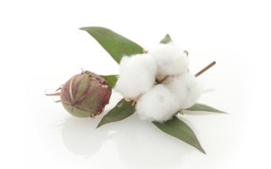 Qingdao Cotton Bonds Imported Cotton Inventory Dynamics