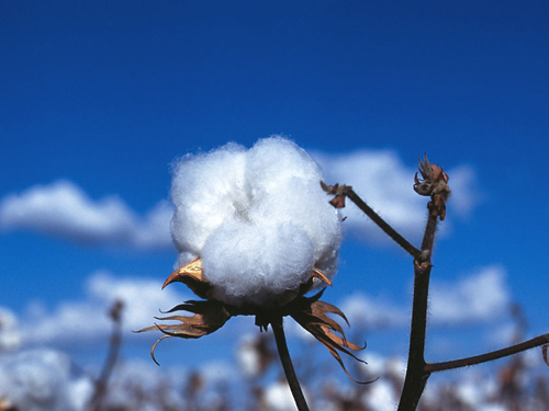 Cotton picking period for sale Cotton storage not sold Cotton