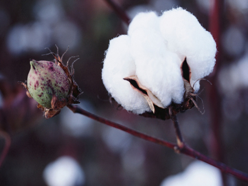 Cotton prices fall farmers throwing cotton collectively