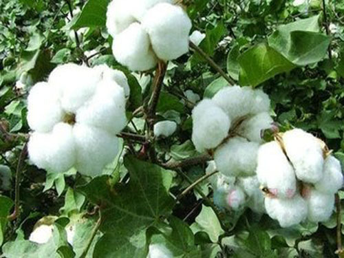The purchase of Shandong seed cotton has ended. The cotton farmers and cotton enterprises are infinitely sad.