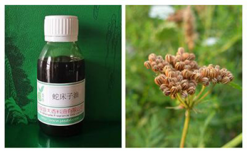 The medicinal value of natural plant extract Cnidium monnieri oil