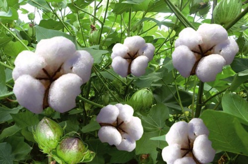 Cotton reform advances to stabilize cotton production