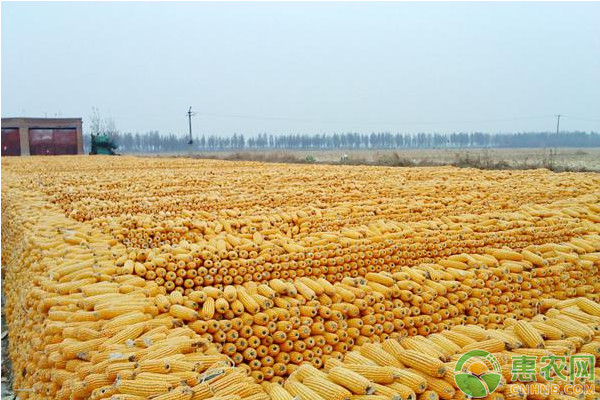 水果玉米优质高产栽培技术