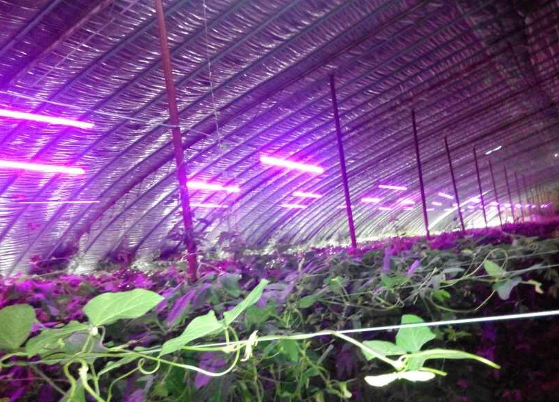 Taiwan LED factory turned into plant factory to see results. LED used for plant lights