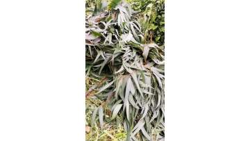 Eucalyptus 2