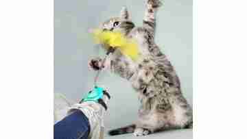 video cat toy spring