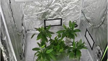 High PPFD Led Umols Grow Light