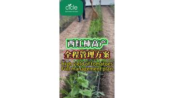 Full management plan for tomatoes