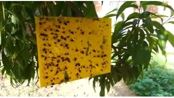 Hot Sale Double Side Yellow and Blue Sticky Fly Glue Trap Glue Board Insect Sticky Trap1