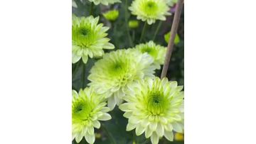 Green Cocoa pompon chrysanthemum