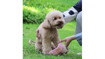 Highly Recommand Pet Harness