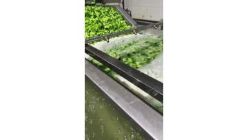 IQF broccoli process production line