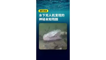 Hot Biological Identification: Mystery Wreck Discovered by Underwater Drone?