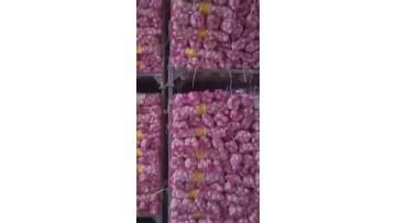 stock garlic