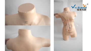 Surgical Suture & Bandage Model