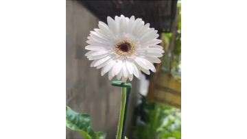 Standard white chrysanthemum Yujing Gerbera