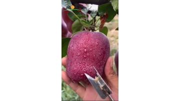 Huaniu apple