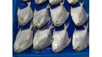 鲳鱼1