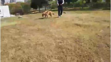 dog leash harness