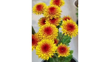 Bruno Orange Daisy