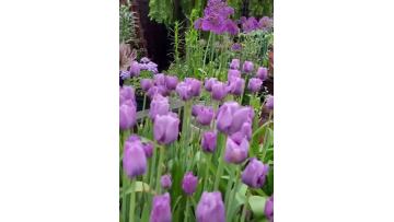 Fresh cut purple tulip