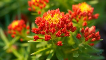 Rhodiola Rosea Extract
