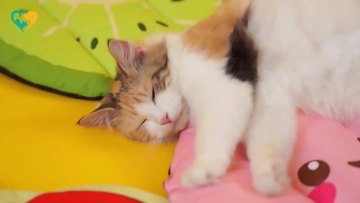 pet bed