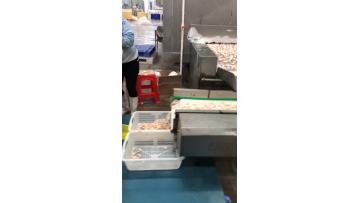 IQF shrimp tail output