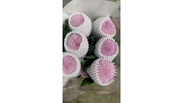 Fresh Cut Pink Ping Pong Chrysanthemum Flower Export Standard Pompon Chrysanthemum for Wedding Decor