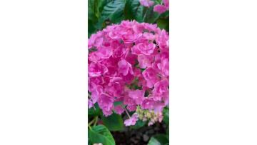 Fresh Cut Pink Double Hydrangea for Wedding Decor