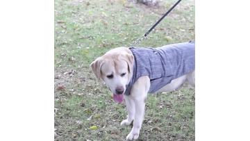 pet clothing for sale
