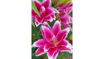 Roselily Ciara Double Oriental Lily