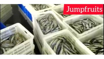 Complete Canned Fish Production Line
