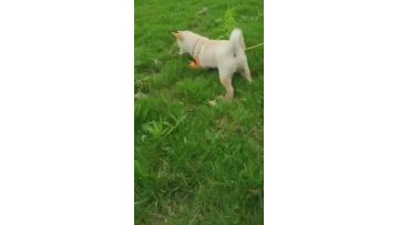 Using dog poop bags at the park