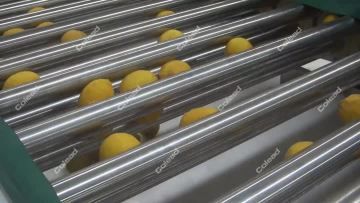 Lemon Size Grading