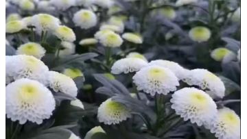 Spray White Chrysanthemum Cologne perfume